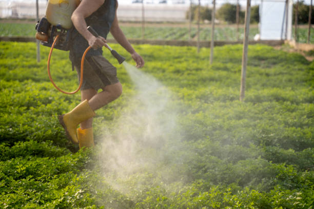 Best Mosquito Control Services  in Ama, LA