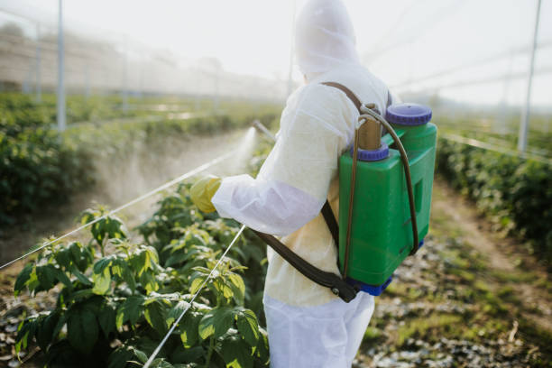Best Termite Control Services  in Ama, LA